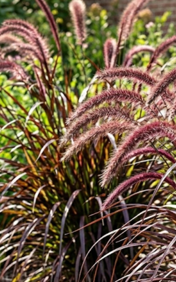 Pennisetum advena 'Rubrum'