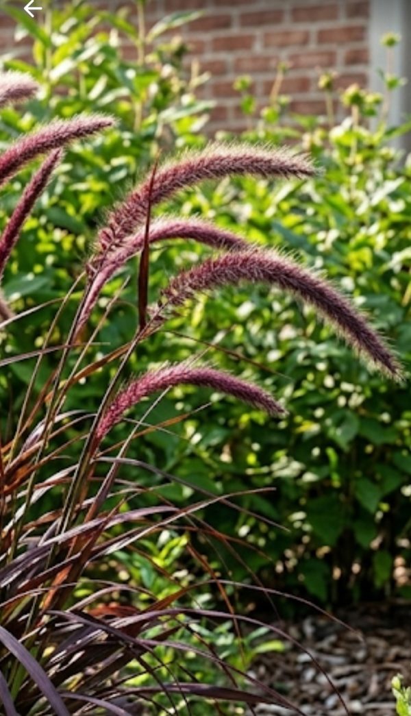 Pennisetum advena 'Rubrum'