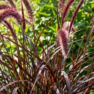 Pennisetum advena 'Rubrum'