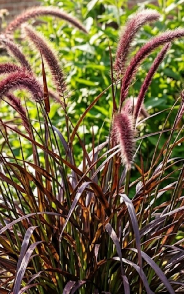 Pennisetum advena 'Rubrum'