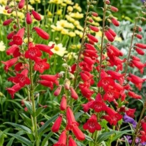 Penstemon 'Mountain Treats Red'