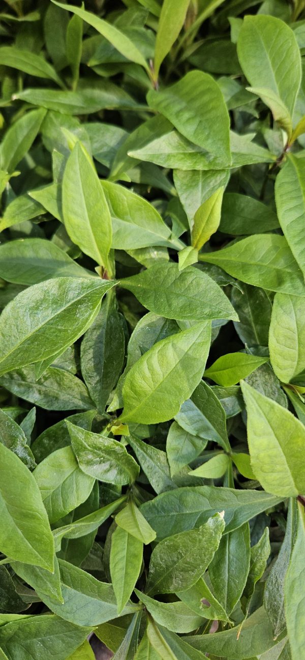 Phlox paniculata 'JS Queen Paola' Phlox paniculata 'JS Queen Paola'