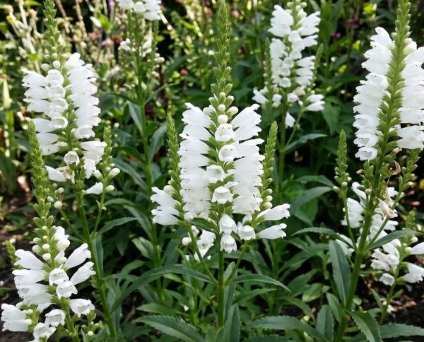 Physostegia 'Miss Manners'