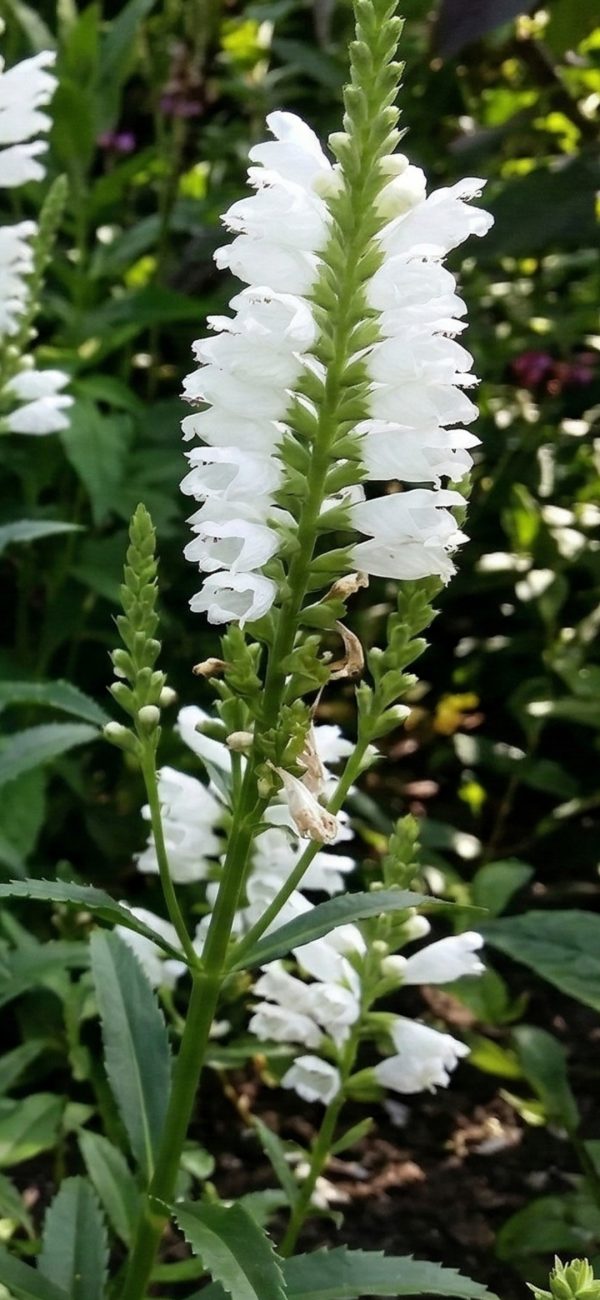 Physostegia 'Miss Manners'