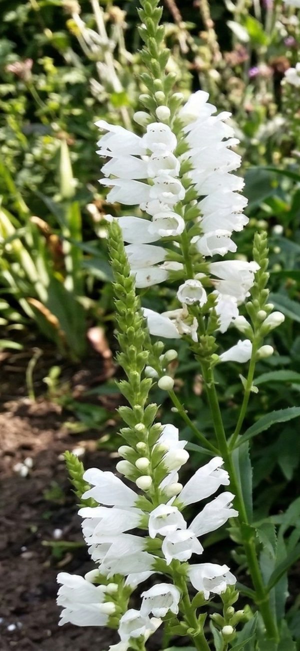 Physostegia 'Miss Manners'