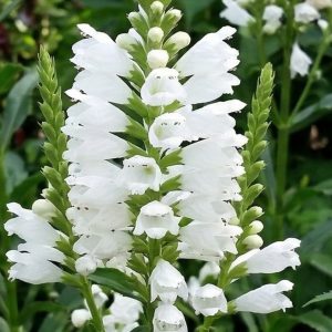Physostegia 'Miss Manners'