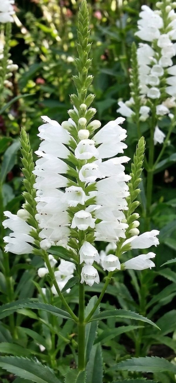 Physostegia 'Miss Manners'