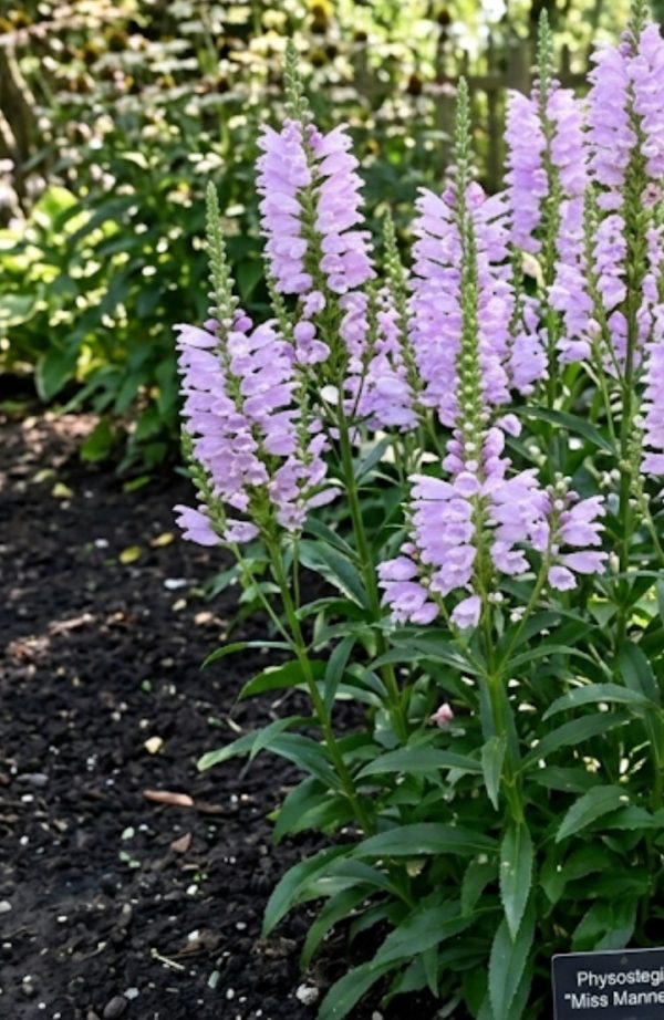 Physostegia virginiana 'Pink Manners'