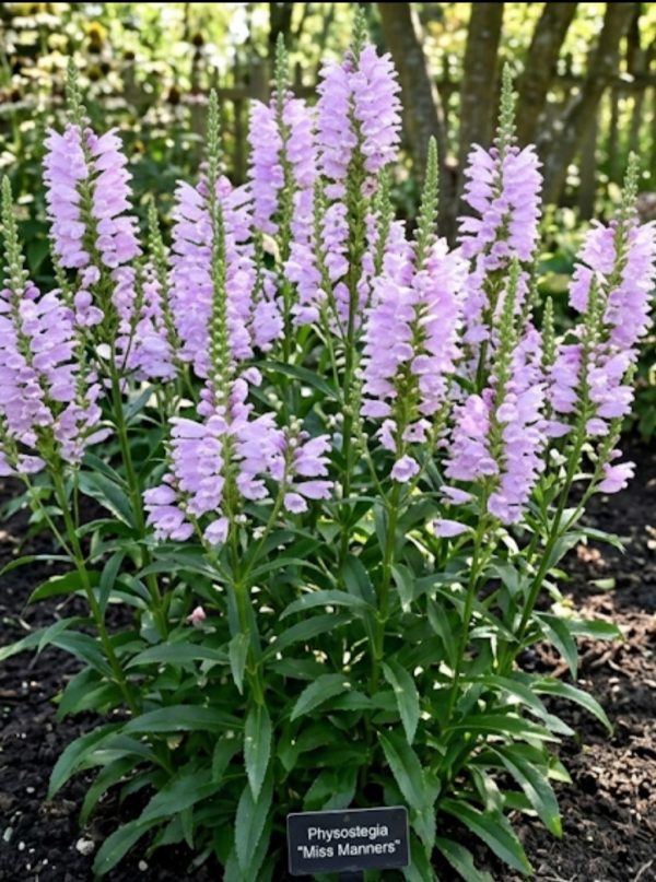 Physostegia virginiana 'Pink Manners'