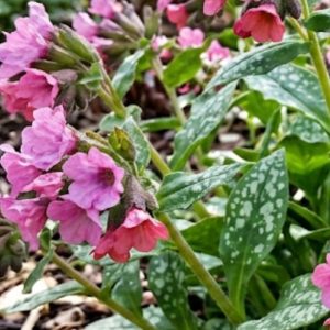Pulmonaria 'Pretty in Pink'