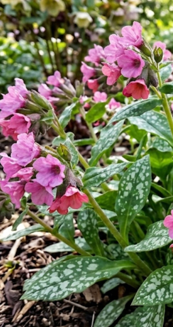 Pulmonaria 'Pretty in Pink'