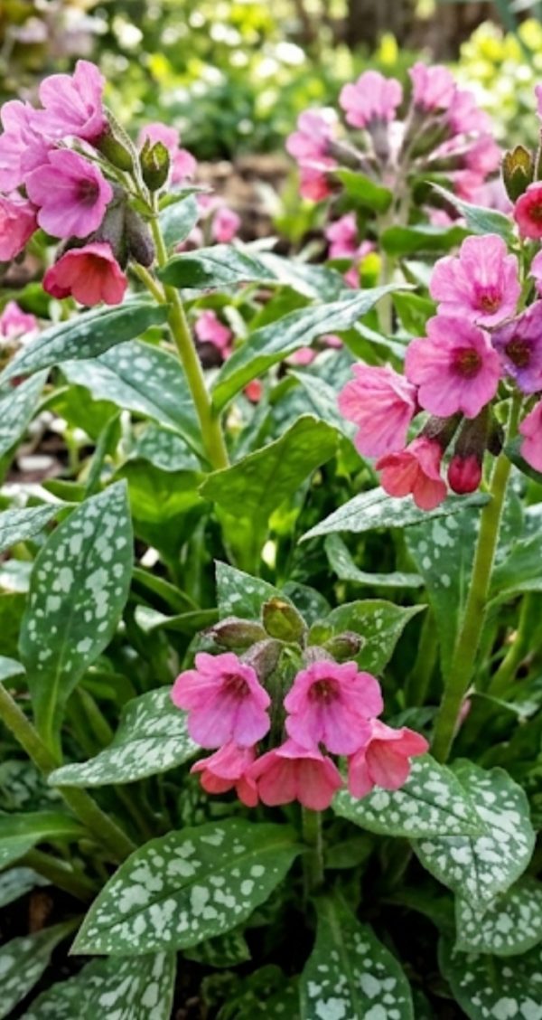 Pulmonaria 'Pretty in Pink'