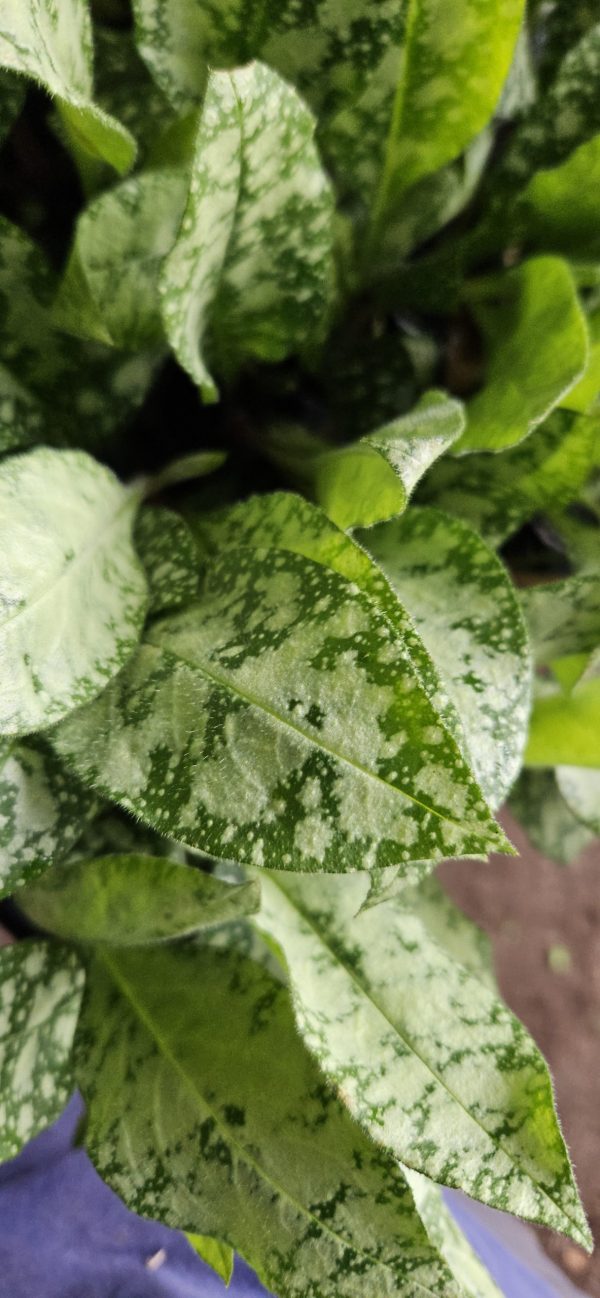 Pulmonaria 'Silver Scimitar'