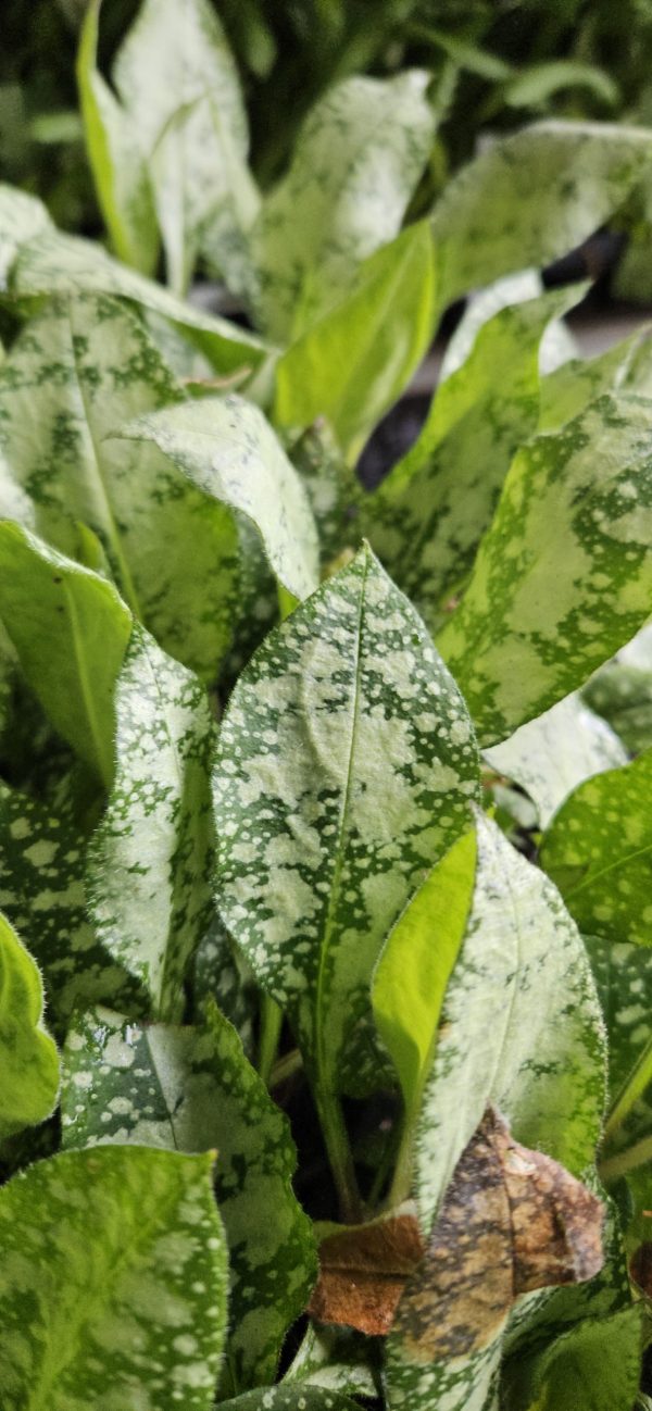 Pulmonaria 'Silver Scimitar'
