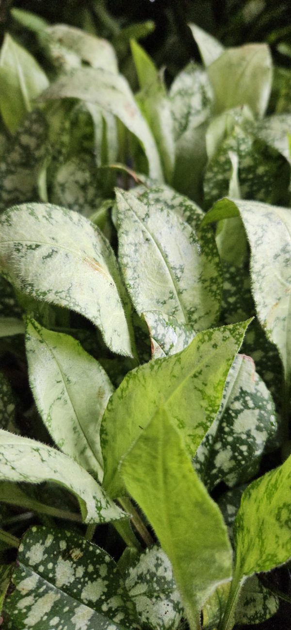 Pulmonaria 'Silver Scimitar'