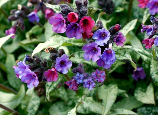 Pulmonaria 'Silver Scimitar'