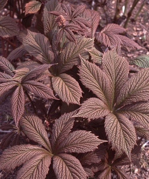 Rodgersia pinnata 'Chocolate Wing' Rodgersia pinnata 'Chocolate Wing'