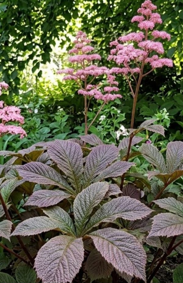 Rodgersia pinnata 'Chocolate Wing' Rodgersia pinnata 'Chocolate Wing'