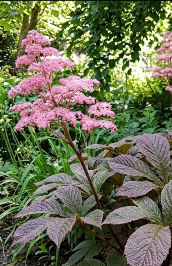 Rodgersia pinnata 'Chocolate Wing'2 Rodgersia pinnata 'Chocolate Wing'