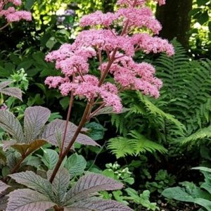 Rodgersia pinnata 'Chocolate Wing'
