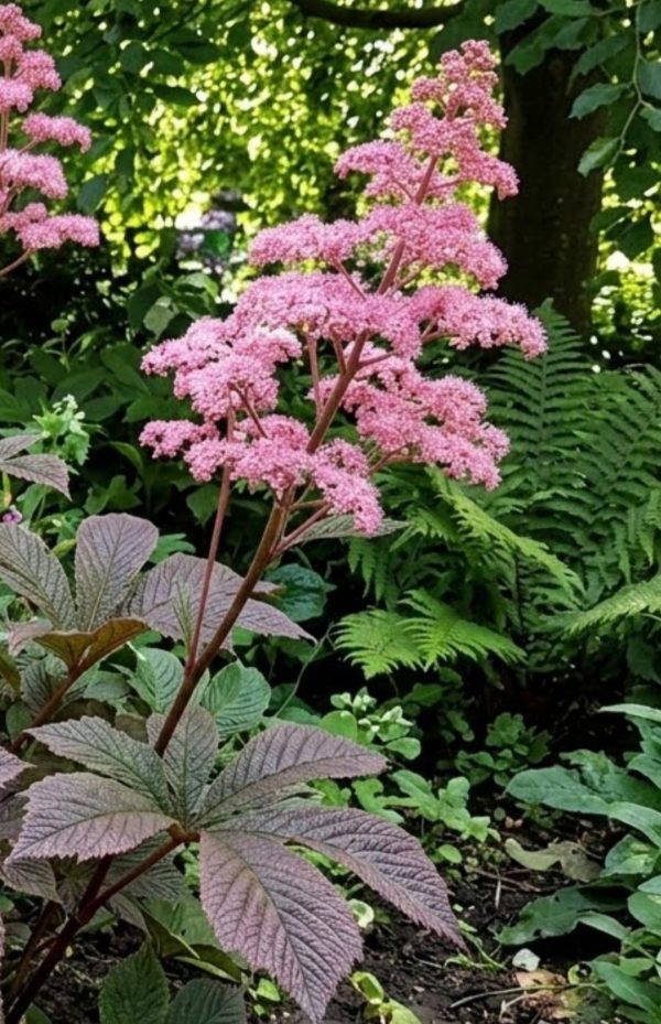 Rodgersia pinnata 'Chocolate Wing'3 Rodgersia pinnata 'Chocolate Wing'