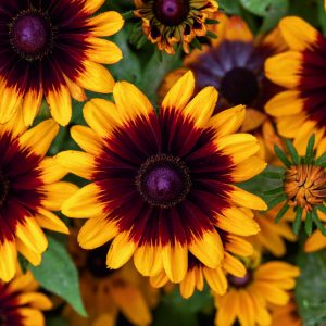 Rudbeckia hirta 'Pawnee Spirit'