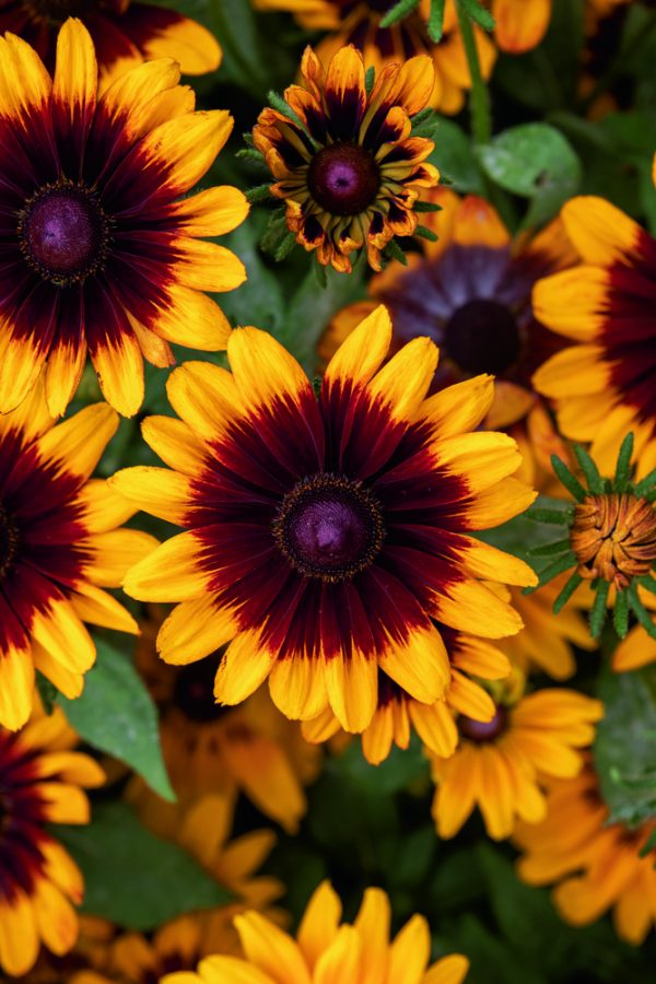 Rudbeckia hirta 'Pawnee Spirit'