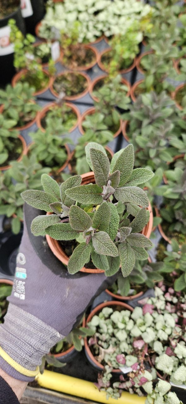 Salvia officinalis 'Purpurascens'