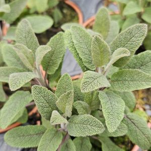 Salvia officinalis 'Purpurascens'