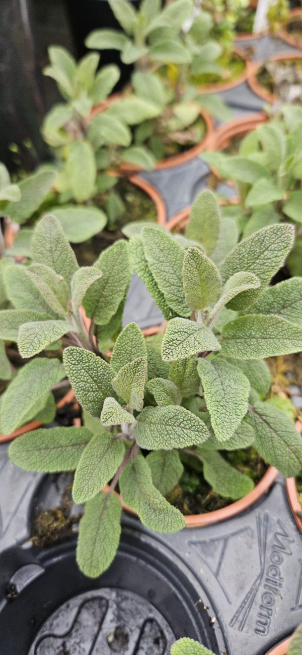 Salvia officinalis 'Purpurascens'