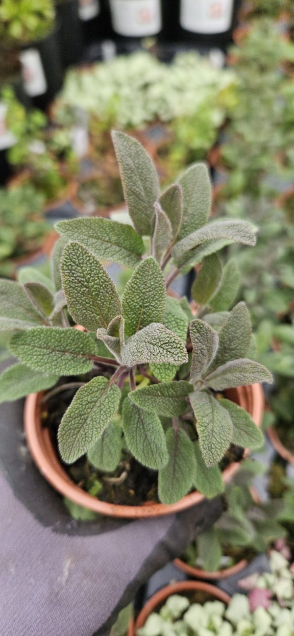 Salvia officinalis 'Purpurascens'