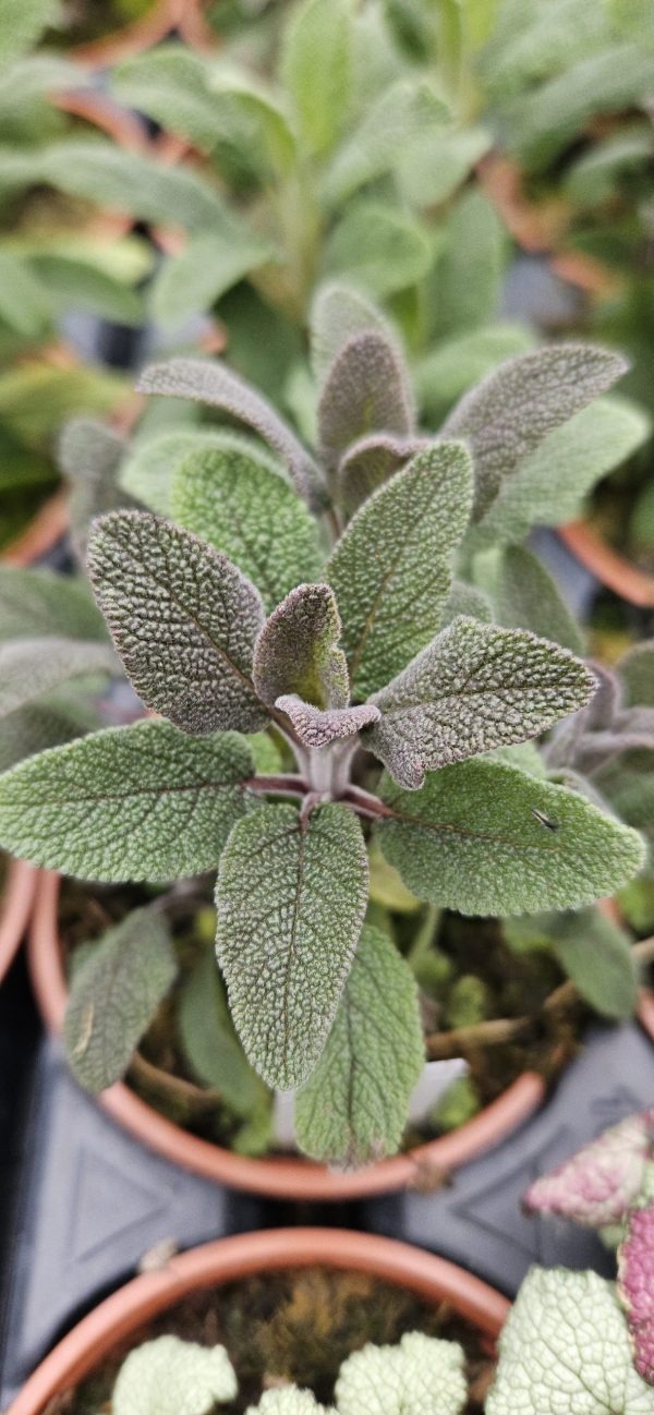 Salvia officinalis 'Purpurascens'