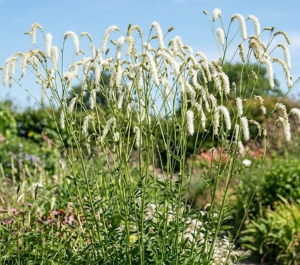 Sanguisorba tenuifolia 'All Time High'