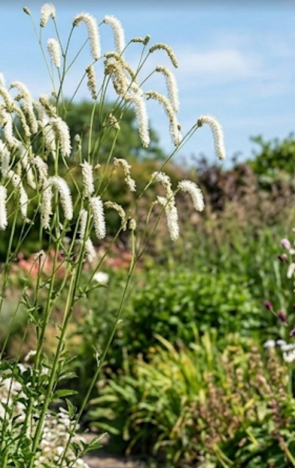 Sanguisorba tenuifolia 'All Time High'