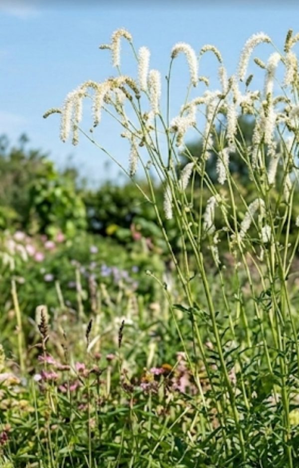 Sanguisorba tenuifolia 'All Time High'