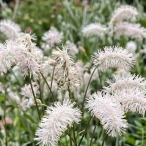 Sanguisorba tenuifolia 'Delicatesse'