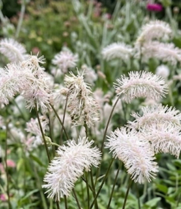 Sanguisorba tenuifolia 'Delicatesse'