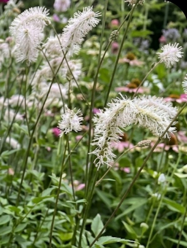 Sanguisorba tenuifolia 'Delicatesse'