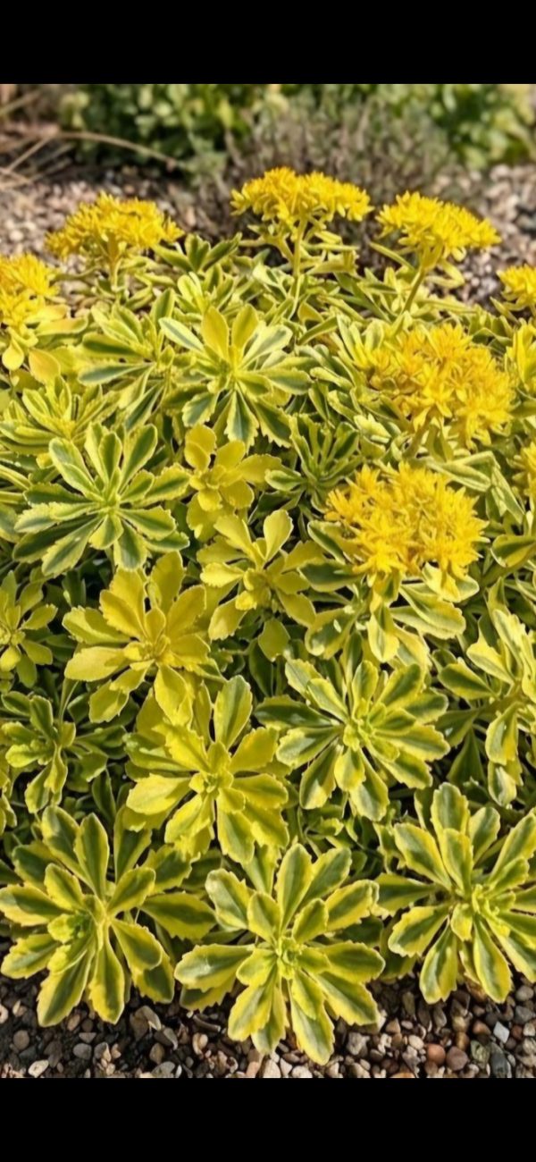 Sedum kamtschaticum 'The Edge'
