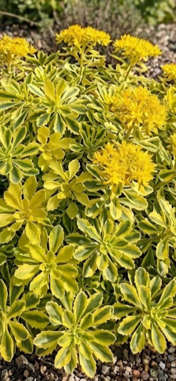 Sedum kamtschaticum 'The Edge'