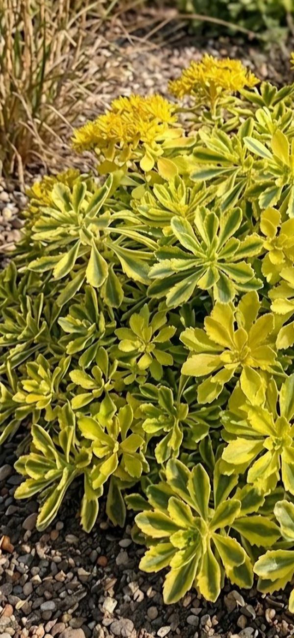 Sedum kamtschaticum 'The Edge'