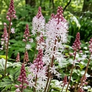 Tiarella 'Raspberry Sundae'