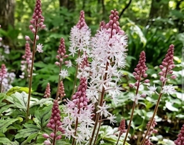 Tiarella 'Raspberry Sundae'