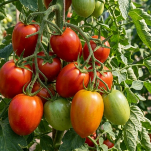 Tomato 'Nagina'