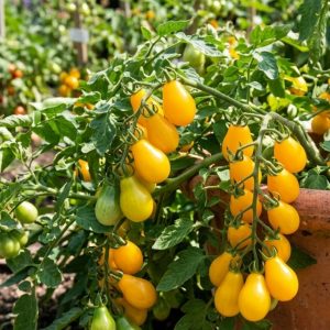 Tomato 'Peardrops'