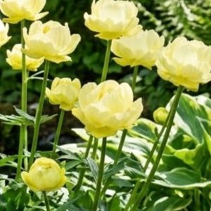 Trollius 'Super Bowl'