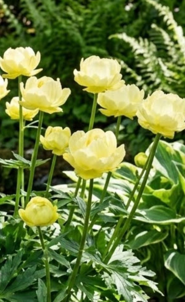Trollius 'Super Bowl'