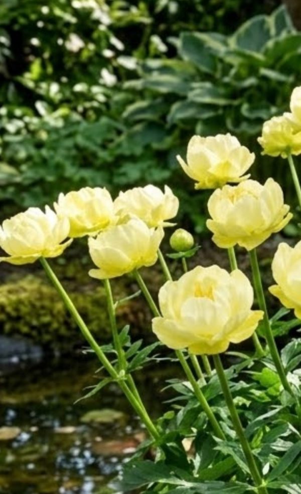 Trollius 'Super Bowl'