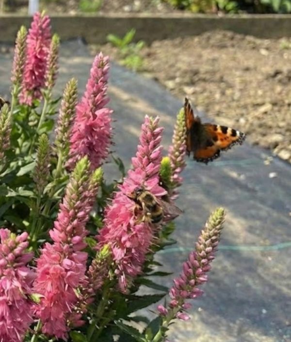 Veronica spicata 'Pink Goblin' Veronica spicata 'Pink Goblin'