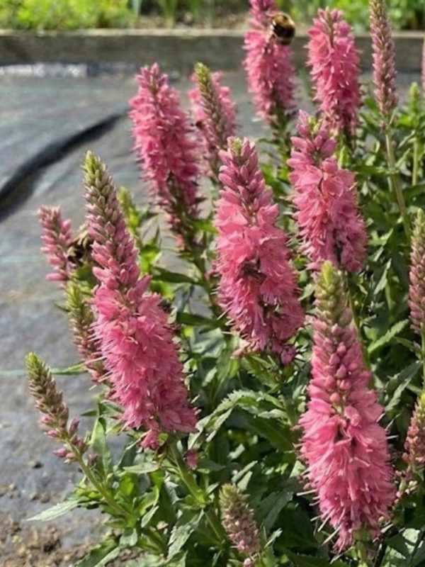 Veronica spicata 'Pink Goblin'2 Veronica spicata 'Pink Goblin'